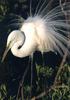 Great Egret (Egretta alba)