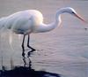 Great Egret (Egretta alba)