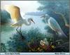 [Animal Art - Dianne Pierce] Great Egrets & chicks (Egretta alba)