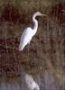 Great Egret (Egretta alba)