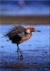 Reddish Egret (Egretta rufescens)