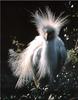 Snowy Egret (Egretta thula)