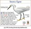 Snowy Egret (Egretta thula)