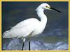 Snowy Egret (Egretta thula)