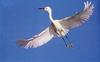 Snowy Egret (Egretta thula)