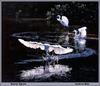 Snowy Egret flock (Egretta thula)