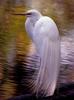 Snowy Egret (Egretta thula)