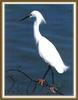 Snowy Egret (Egretta thula)