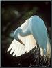 Snowy Egret (Egretta thula)