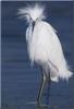 Snowy Egret (Egretta thula)