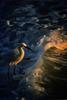 Snowy Egret (Egretta thula)