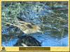 Little Crake (Porzana parva)