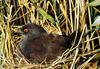 Spotless Crake (Porzana tabuensis)