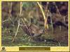 Spotted Crake (Porzana porzana)