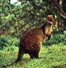 Wallaby (Macropodidae)