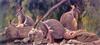 Wallaby group (Macropodidae)