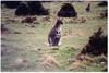 Wallaby & joey (Macropodidae)