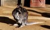 Red-necked Wallaby (Macropus rufogriseus)