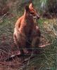 Red-necked Wallaby (Macropus rufogriseus)