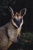 Swamp Wallaby (Wallabia bicolor)