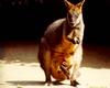 Swamp Wallaby (Wallabia bicolor)