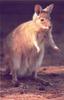 Rufous Hare Wallaby (Lagorchestes hirsutus)