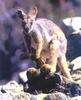 Rock Wallaby (Petrogale sp.)