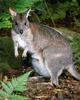 Pademelon (Thylogale sp.)