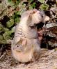 Pademelon & joey (Thylogale sp.)