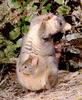 Pademelon & joey (Thylogale sp.)