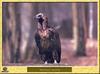 Cinereous Vulture (Aegypius monachus)