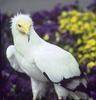 Egyptian Vulture (Neophron percnopterus)