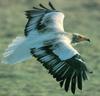 Egyptian Vulture (Neophron percnopterus)