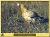 Egyptian Vulture (Neophron percnopterus)