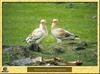 Egyptian Vulture (Neophron percnopterus)