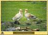 Egyptian Vulture (Neophron percnopterus)