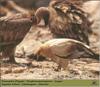 Egyptian Vulture (Neophron percnopterus)