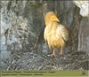 Egyptian Vulture (Neophron percnopterus)