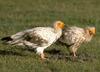 Egyptian Vulture (Neophron percnopterus)