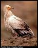 Egyptian Vulture (Neophron percnopterus)