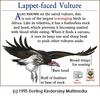 Lappet-faced Vulture (Torgos tracheliotus)