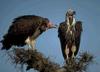 Lappet-faced Vulture (Torgos tracheliotus)