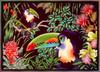 Toucan (Ramphastidae)