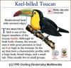Keel-billed Toucan (Ramphastos sulfuratus)