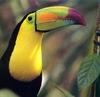 Keel-billed Toucan (Ramphastos sulfuratus)