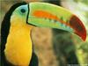 Keel-billed Toucan (Ramphastos sulfuratus)