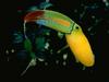 Keel-billed Toucan (Ramphastos sulfuratus)