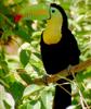 Keel-billed Toucan (Ramphastos sulfuratus)