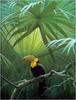 [Animal Art - Robert Bateman] Keel-billed Toucan (Ramphastos sulfuratus)