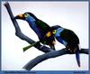 Plate-billed Mountain Toucan (Andigena laminirostris)